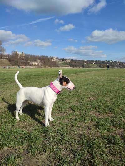 Miniatur Bull Terrier-Beitrag-Bild