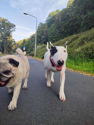 Miniatur Bull Terrier-Beitrag-Bild