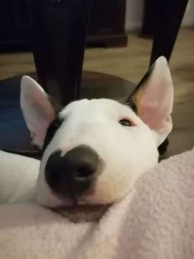 Miniatur Bull Terrier-Beitrag-Bild