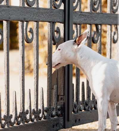 Miniatur Bull Terrier-Beitrag-Bild