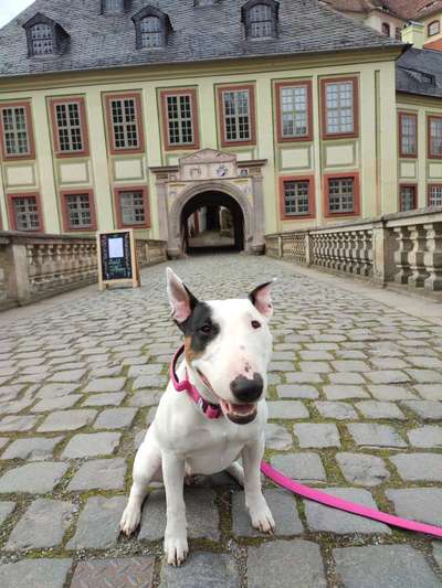 Miniatur Bull Terrier-Beitrag-Bild