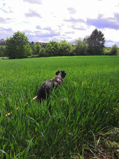 Die Dogorama Monats Challenge "Es grünt und blüht"-Beitrag-Bild