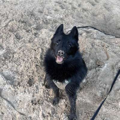 Hundetreffen-Spaziergang/Spieldate in Bremgarten/Wohlen-Bild