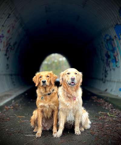 Wo sind die Golden Retriever Liebhaber?-Beitrag-Bild