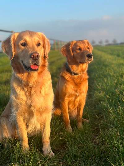 Reinrassige Hunde?-Beitrag-Bild