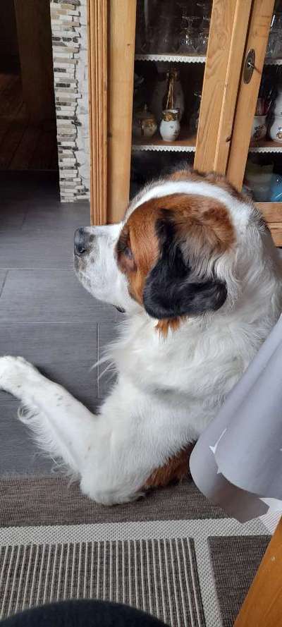 Die Dogorama Kalender Challenge Titelbild-Beitrag-Bild