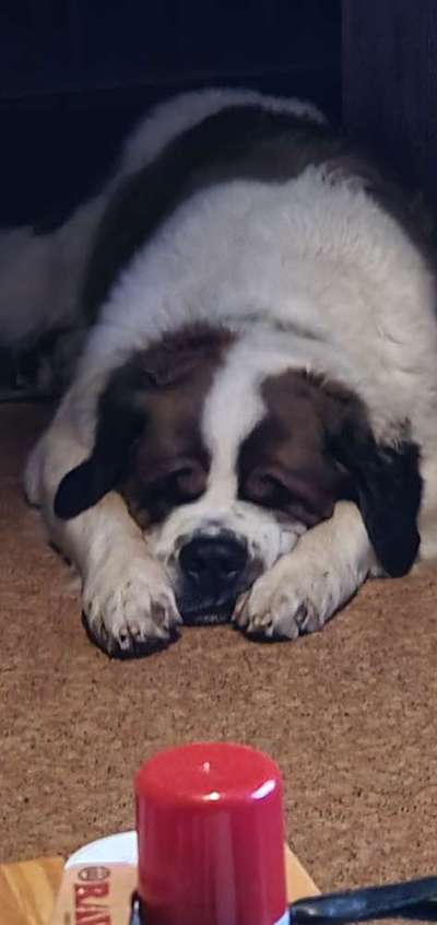 Dogorama Photo Challenge - Frühjahrsmüdigkeit-Beitrag-Bild