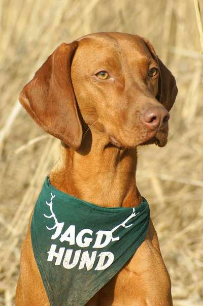 Hundetreffen-Magyar Vizsla Gassigruppe-Bild