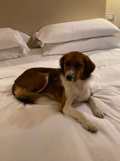 Darf der Hund bei Euch im Bett schlafen?-Beitrag-Bild