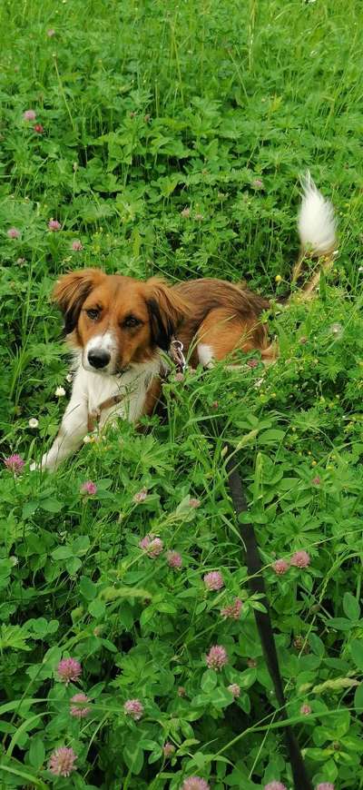 TierschutzhundeStammtisch🐕-Beitrag-Bild