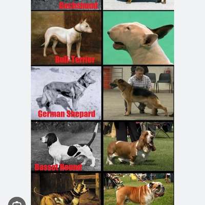 Was haben wir aus dem Hund gemacht?-Beitrag-Bild