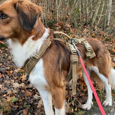 Wie sitzt mein Geschirr?-Beitrag-Bild