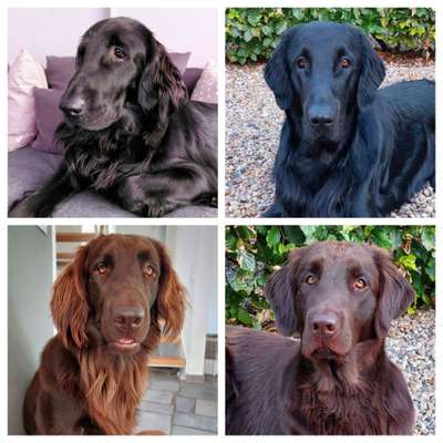 Flat Coated Retriever-Beitrag-Bild