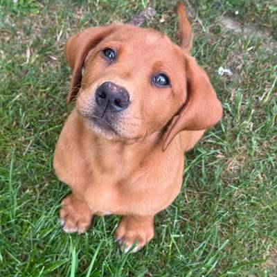 Hundetreffen-Welpentreffen Geltendorf-Bild
