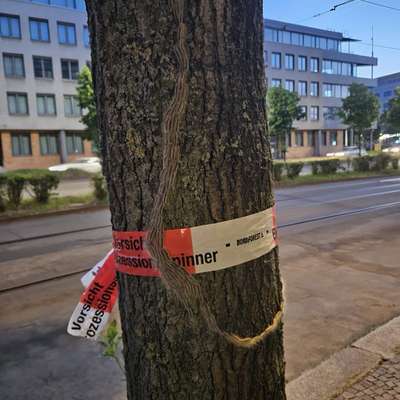 Giftköder-Eichenprozessionsspinner-Bild