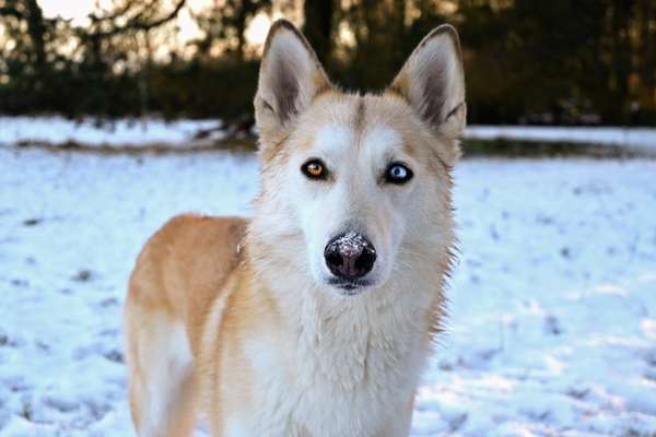 Dogorama Photo Challenge - Es wird nochmal kalt!-Beitrag-Bild