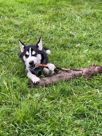 Husky-Beitrag-Bild