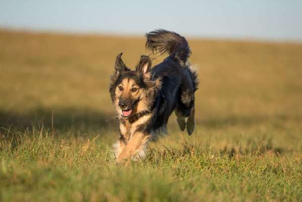 Fotosammlung: ,,Der natürliche Hund" Unbearbeitet, ungestellt und in Natura-Beitrag-Bild