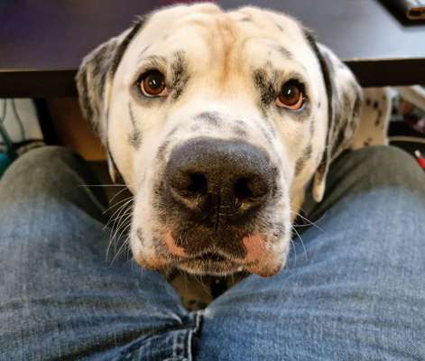 Die besten Hundeblicke 🐾❤️-Beitrag-Bild