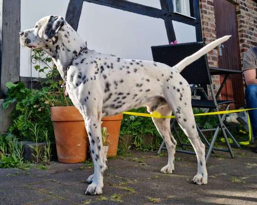 Mischlinge raten - Rätselspaß-Beitrag-Bild