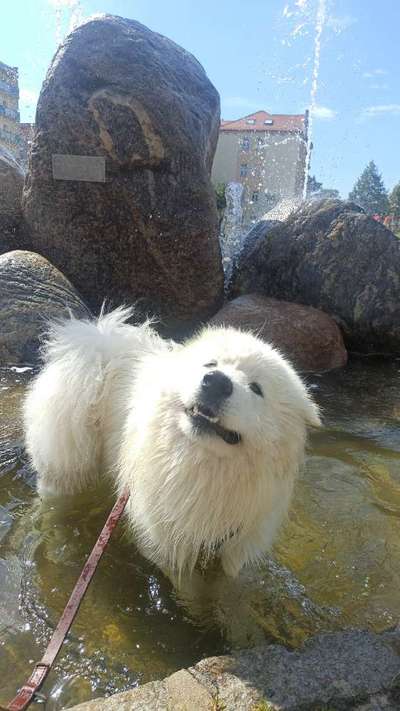 Wie heißt dein Hund?-Beitrag-Bild