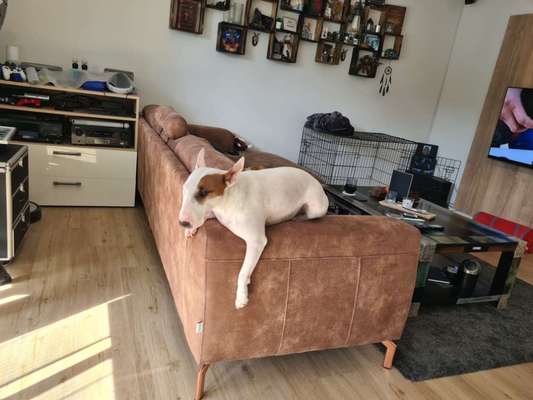 Miniatur Bull Terrier-Beitrag-Bild