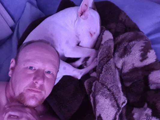 Miniatur Bull Terrier-Beitrag-Bild