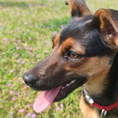 Hundetreffen-Potsdam-Bild