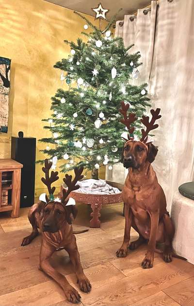 Rhodesian Ridgeback-Beitrag-Bild