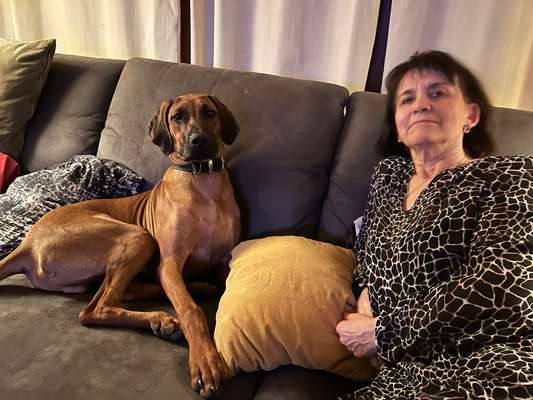 Rhodesian Ridgeback-Beitrag-Bild