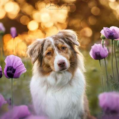Tierfotografen-Charliegraphie Photoart-Bild