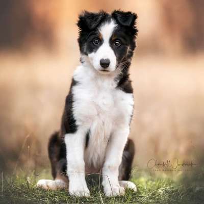 %{de_profession_title}-Hundeshooting small-Bild