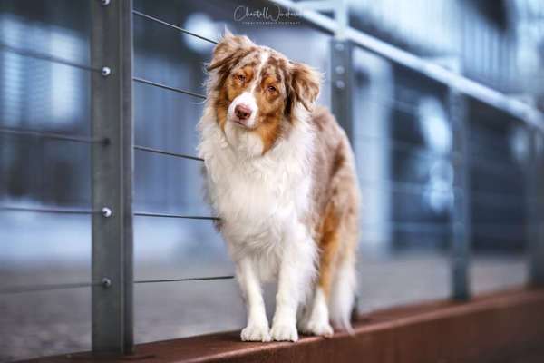 Giftköder-Hundeshooting medium-Bild