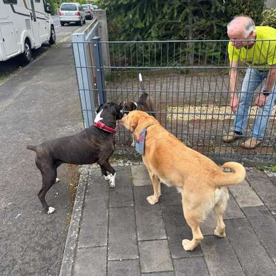 Hundetreffen-Spielen und toben 🥰-Bild