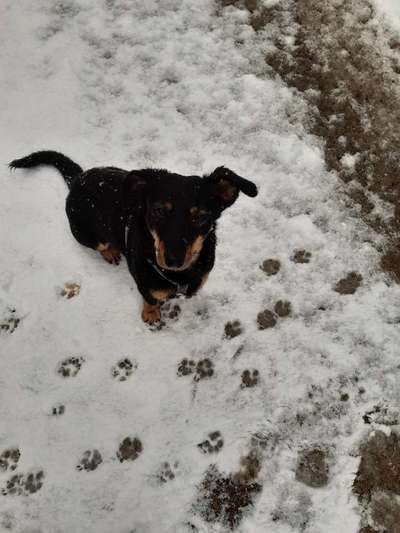 Wie kamst du zu deinem Hund?-Beitrag-Bild