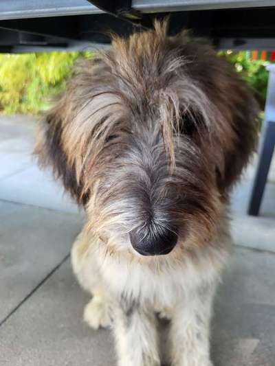 Hundetreffen-Treffen zum austoben-Bild