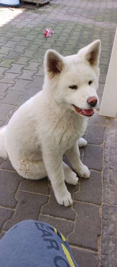 Wie heißt dein Hund?-Beitrag-Bild