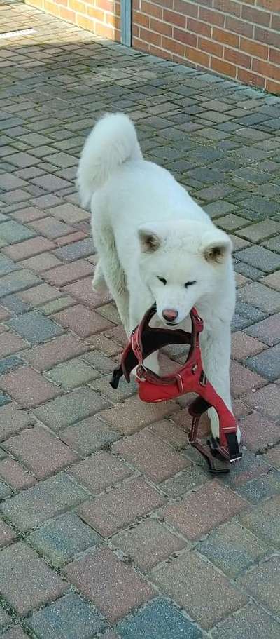 Welche Hunderasse-Beitrag-Bild