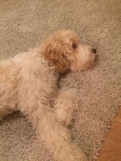 Mischlinge - die beste Rasse die es gibt-Beitrag-Bild