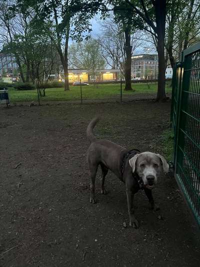 Hundeauslaufgebiet-Sunderweg-Bild