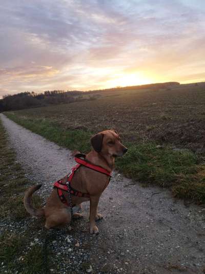 Hundetreffen-Gemeinsam Gassi gehen-Bild