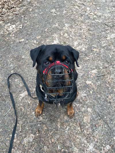 Hundetreffen-Begegnung Frontal, Mensch, Hund etc.-Bild