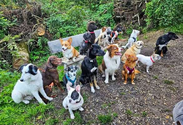 31. Impulskontrollübung: Artgenossen-Beitrag-Bild