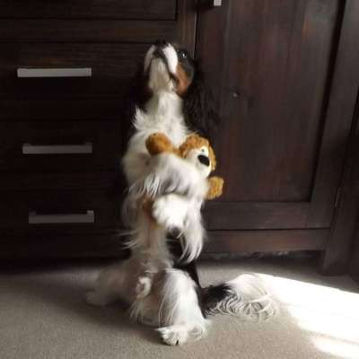 52. Gemeinsames Tricktraining: Umarmen-Beitrag-Bild