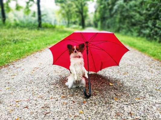 31. Impulskontrollübung: Artgenossen-Beitrag-Bild