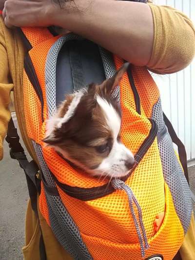 Wie findet ihr den Gedanken einer Tragetasche für Hunde?-Beitrag-Bild
