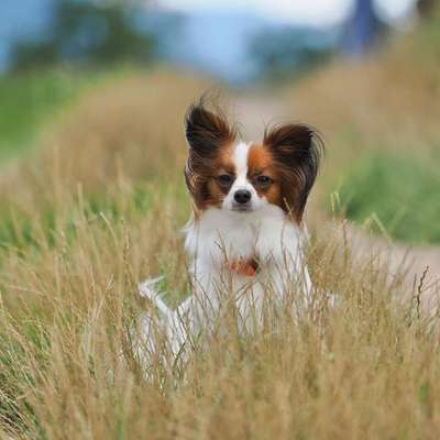 Wo sind die Papillon Besitzer?-Beitrag-Bild