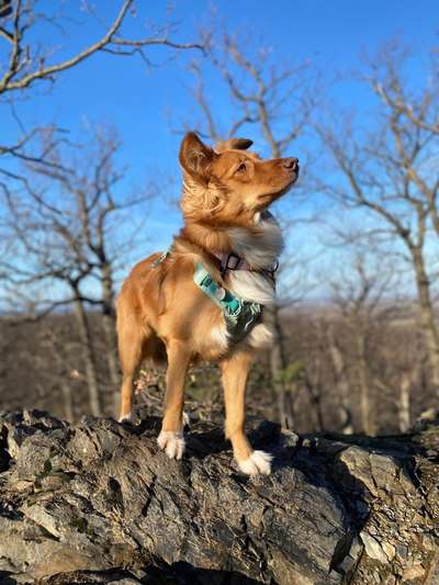 Hundetreffen-Spazieren, Wandern oder Training-Bild