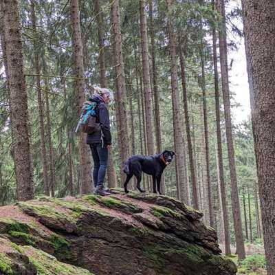 Hundetreffen-Hunderunde in Warin-Bild