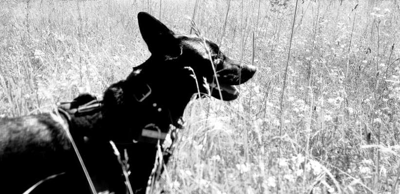 Die Dogorama Kalender Challenge Teil 3/4-Beitrag-Bild